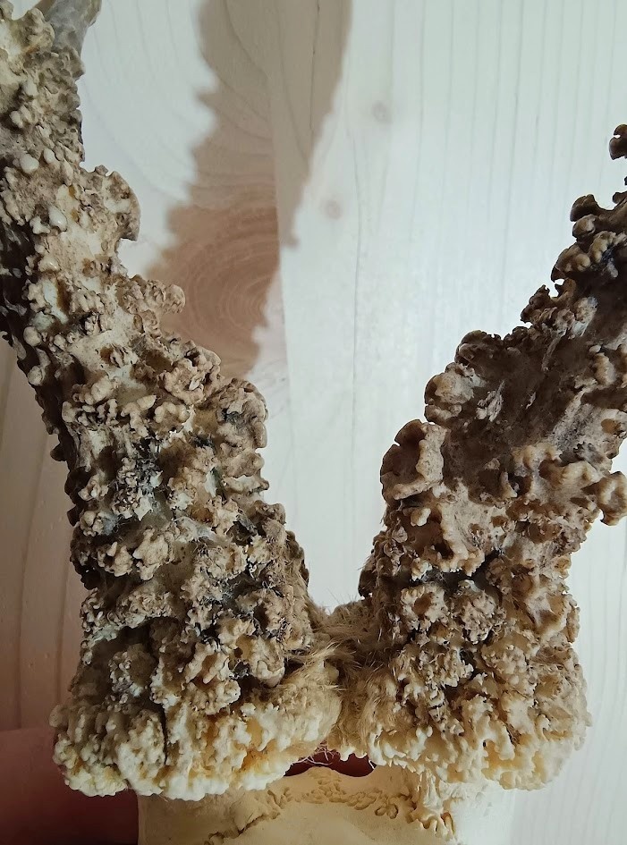 Trofej trofeje parohy parožie zhody.,.,. - 6