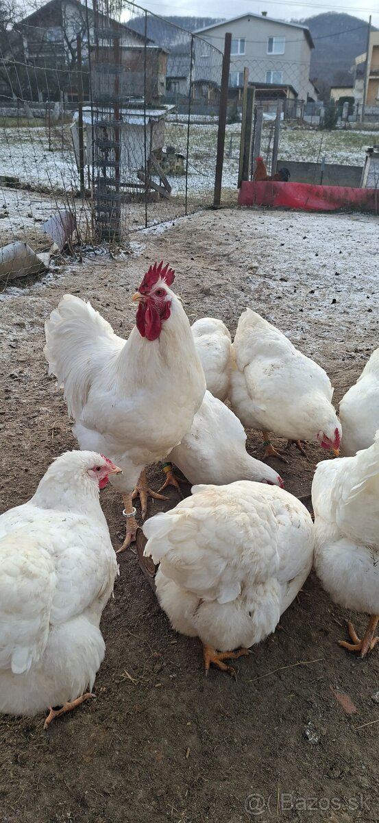 Nasadove vajíčka - 6