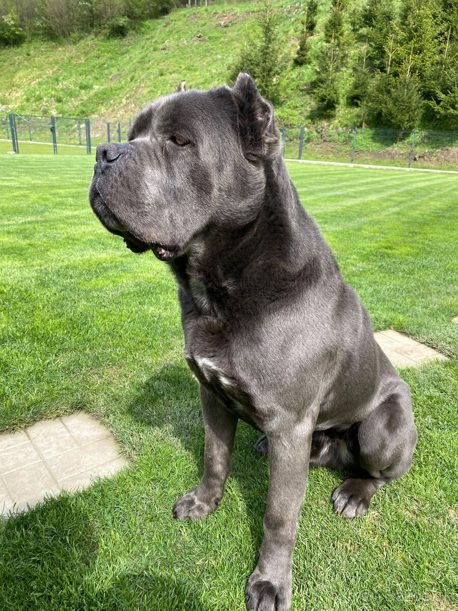 Cane corso krytie - 6