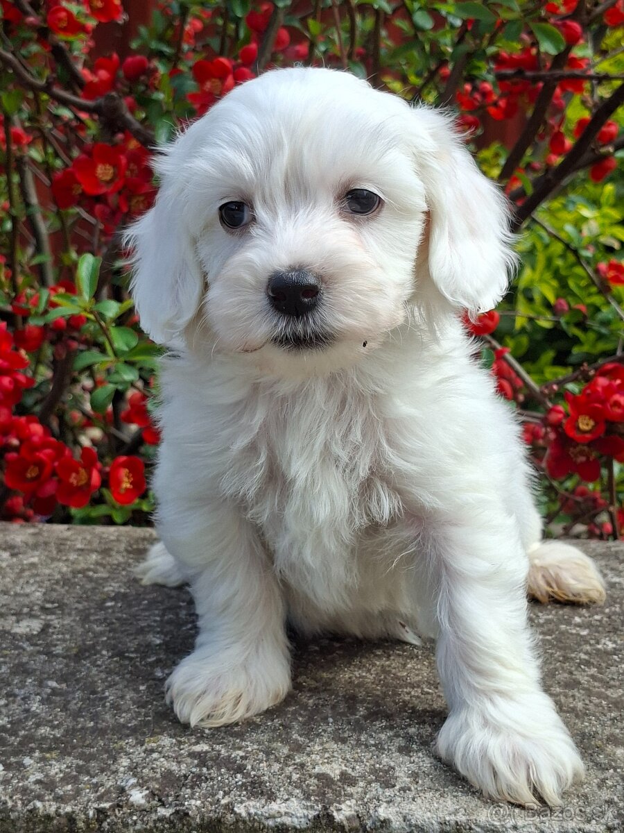 Maltipoo - 6
