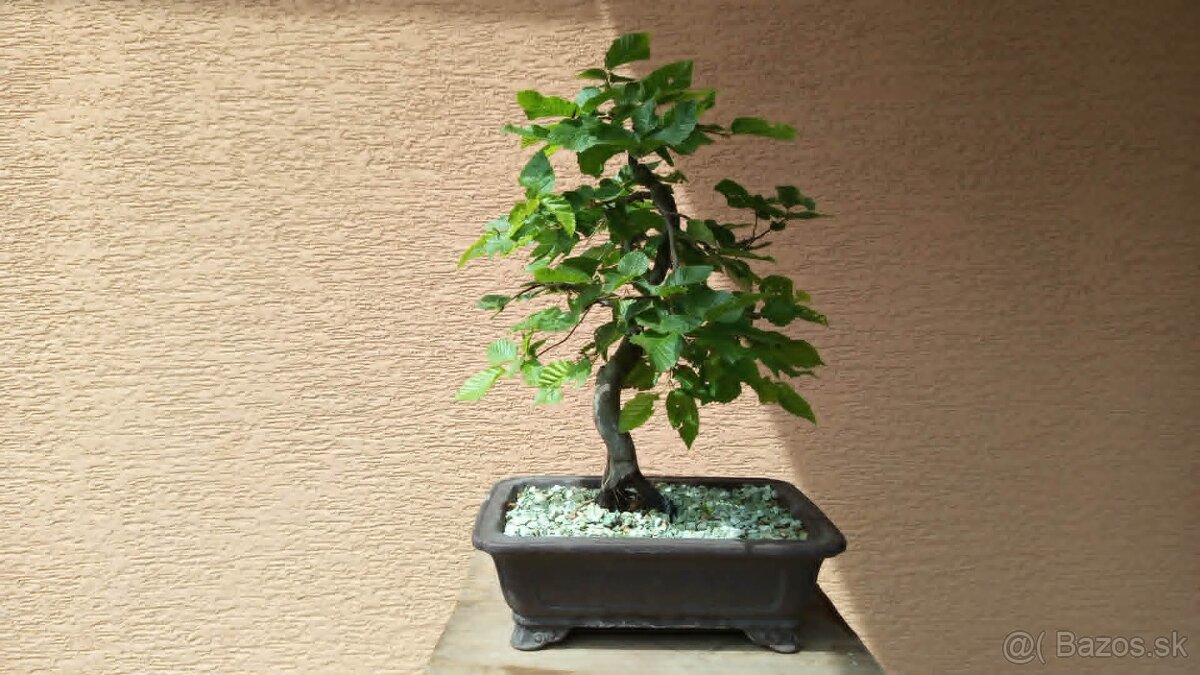 bonsai,bonsaj-hrab 34 - 6