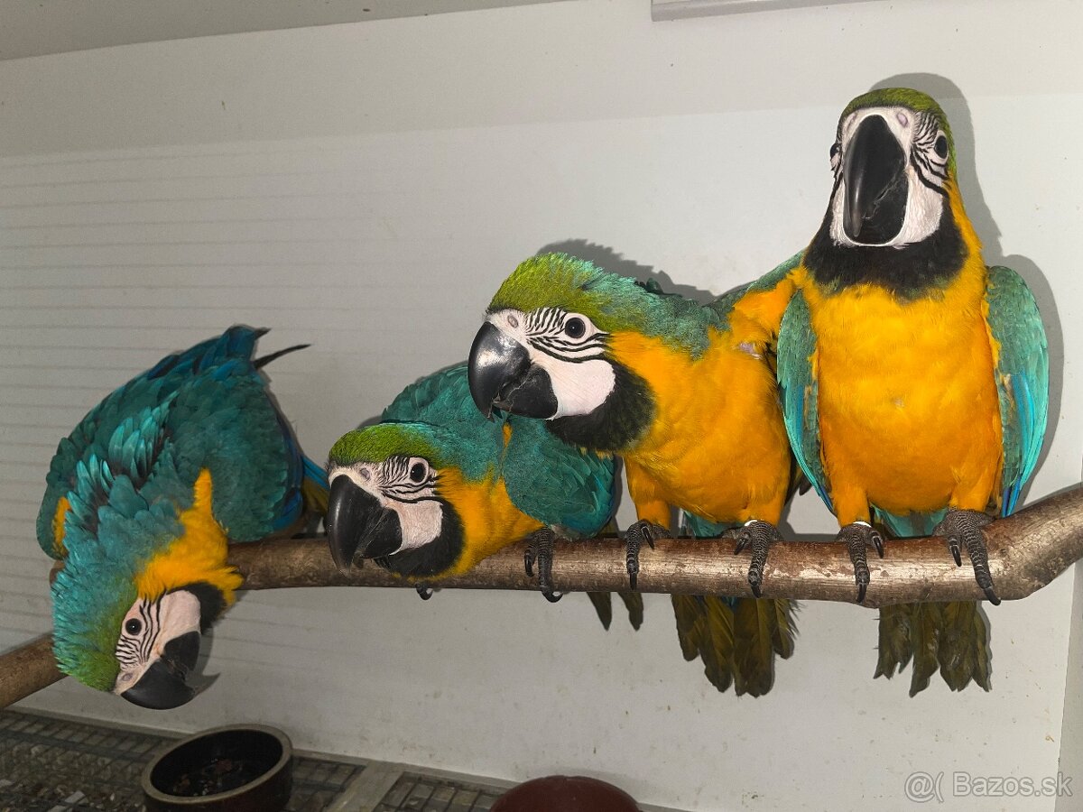 💛💙💛💙mláďatká Ara Ararauna 💛💙💛💙 - 6