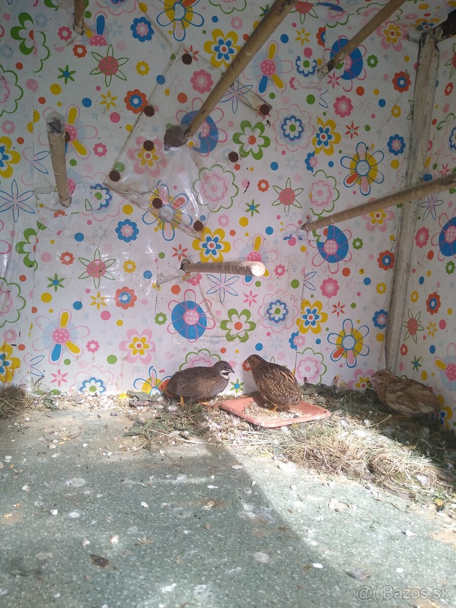 Predám prepelice činske - 6