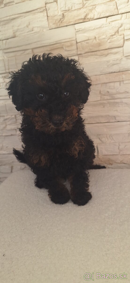 Pudel Trpasličí - 6