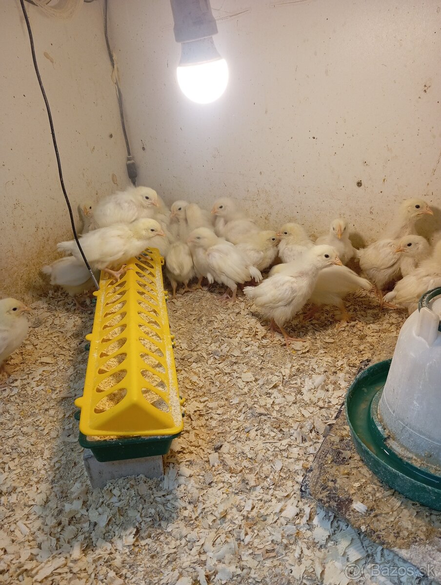 Leghorn, Vlaška jarabičia - 6