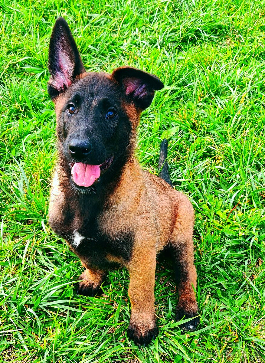 Belgický ovciak malimois - 6