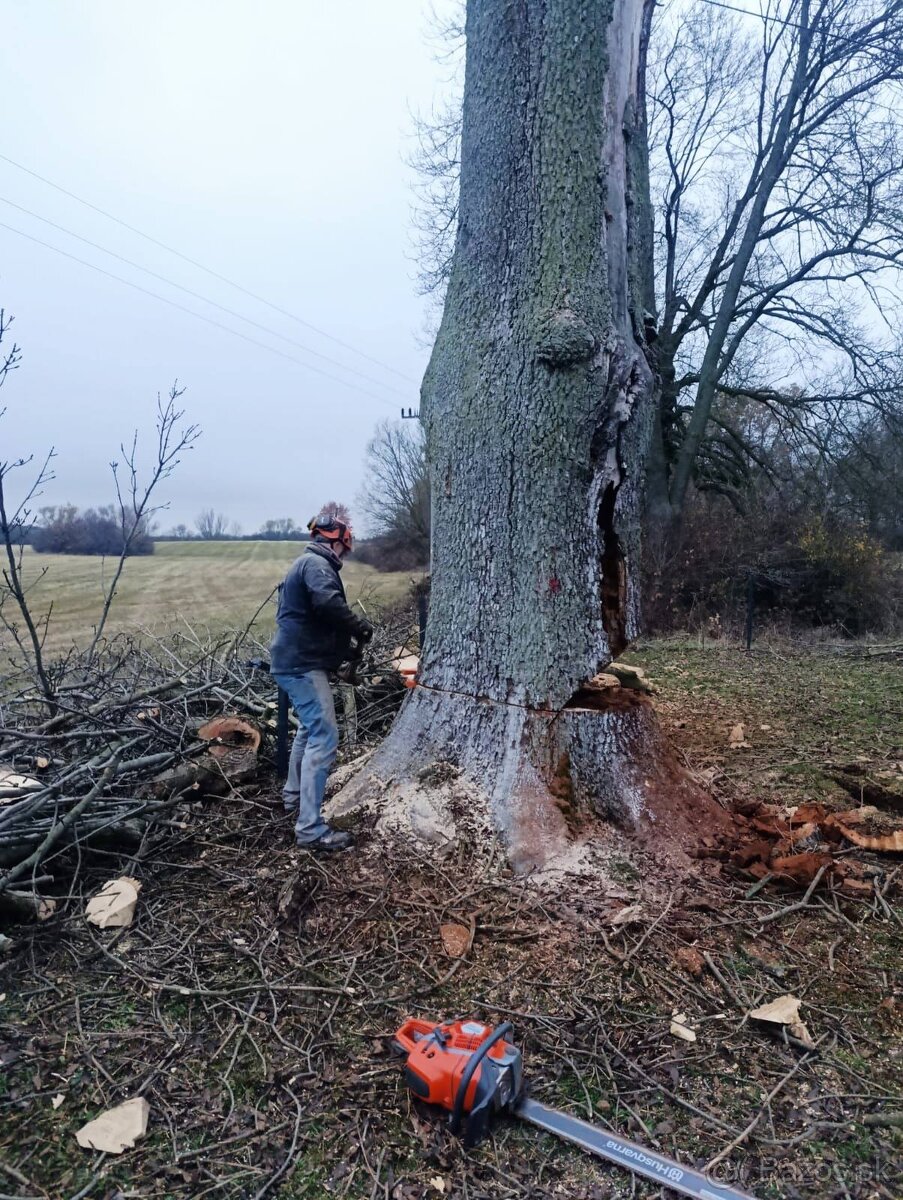 Rizikový výrub a orez stromov - 6