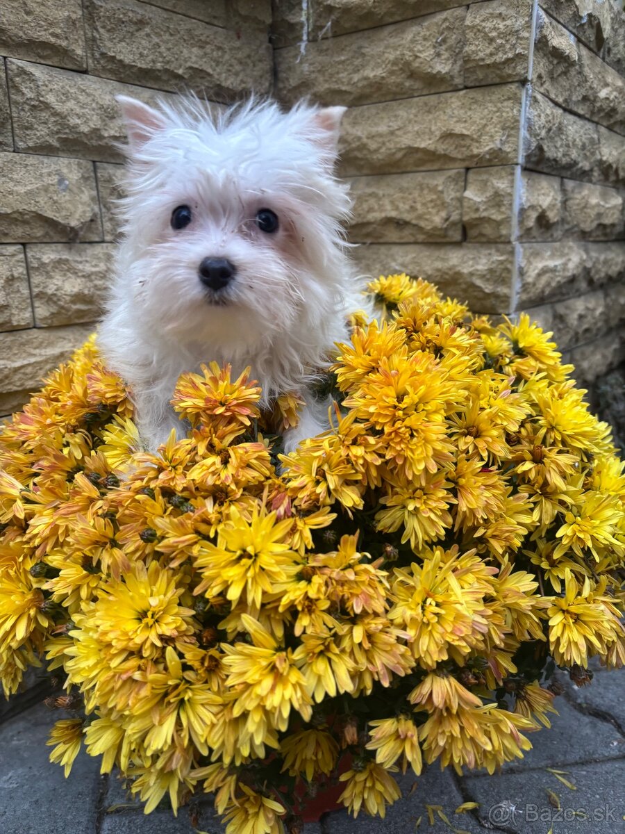 Yorkshirsky terier, yorkshirsky terier mini, biewer - 6