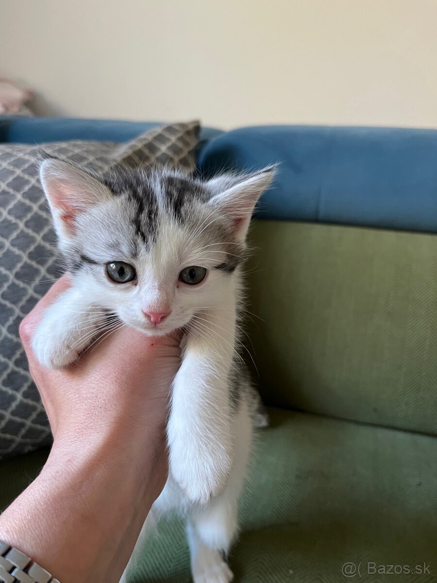 Darujem mačiatka - 6