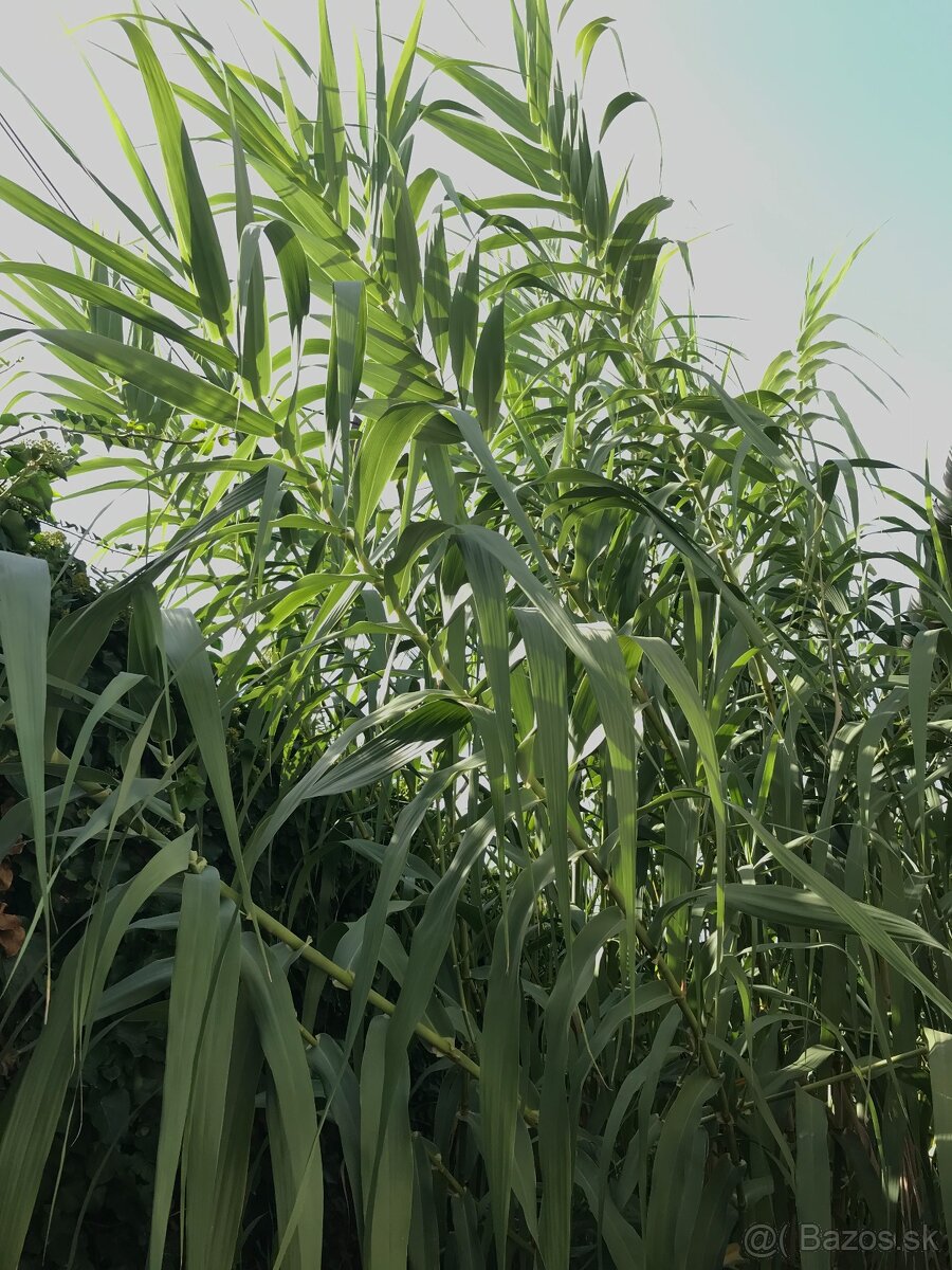 Predám BAMBUS, Bambusovú hľúzu - 6