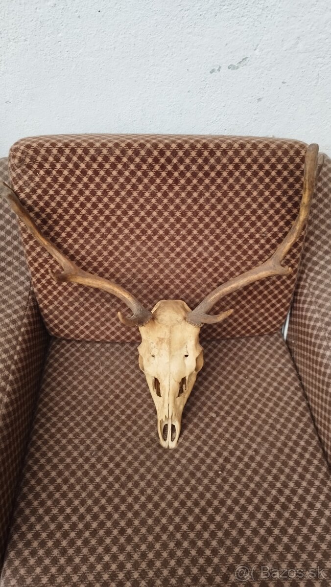 Predám trofej Daniela parožie zhody trofeje. - 6