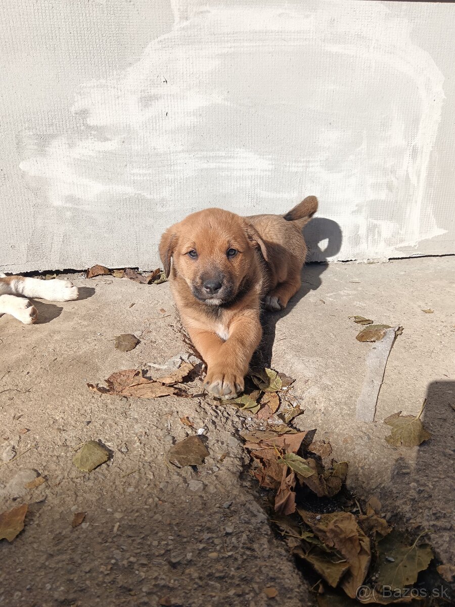 Šteniatka - mama Bernský salašnícky pes - 6