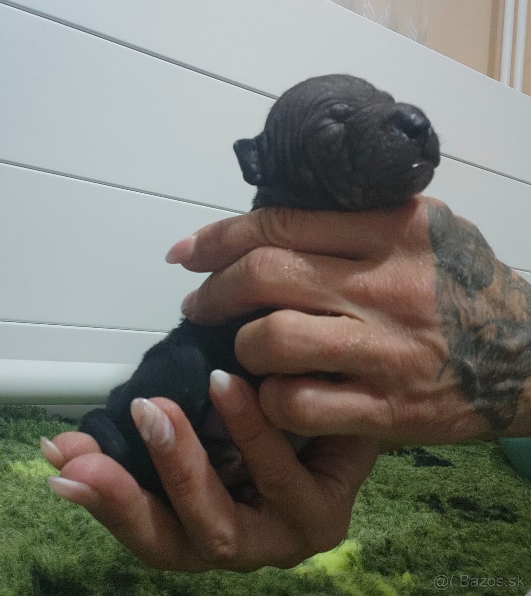 Americký bezsrstý teriér - 6