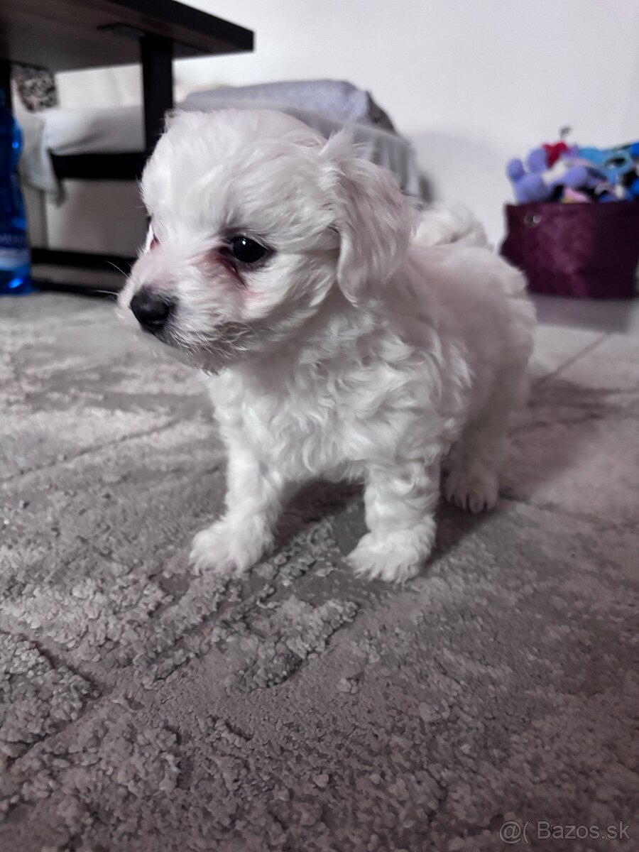 Maltézsky psík - 6