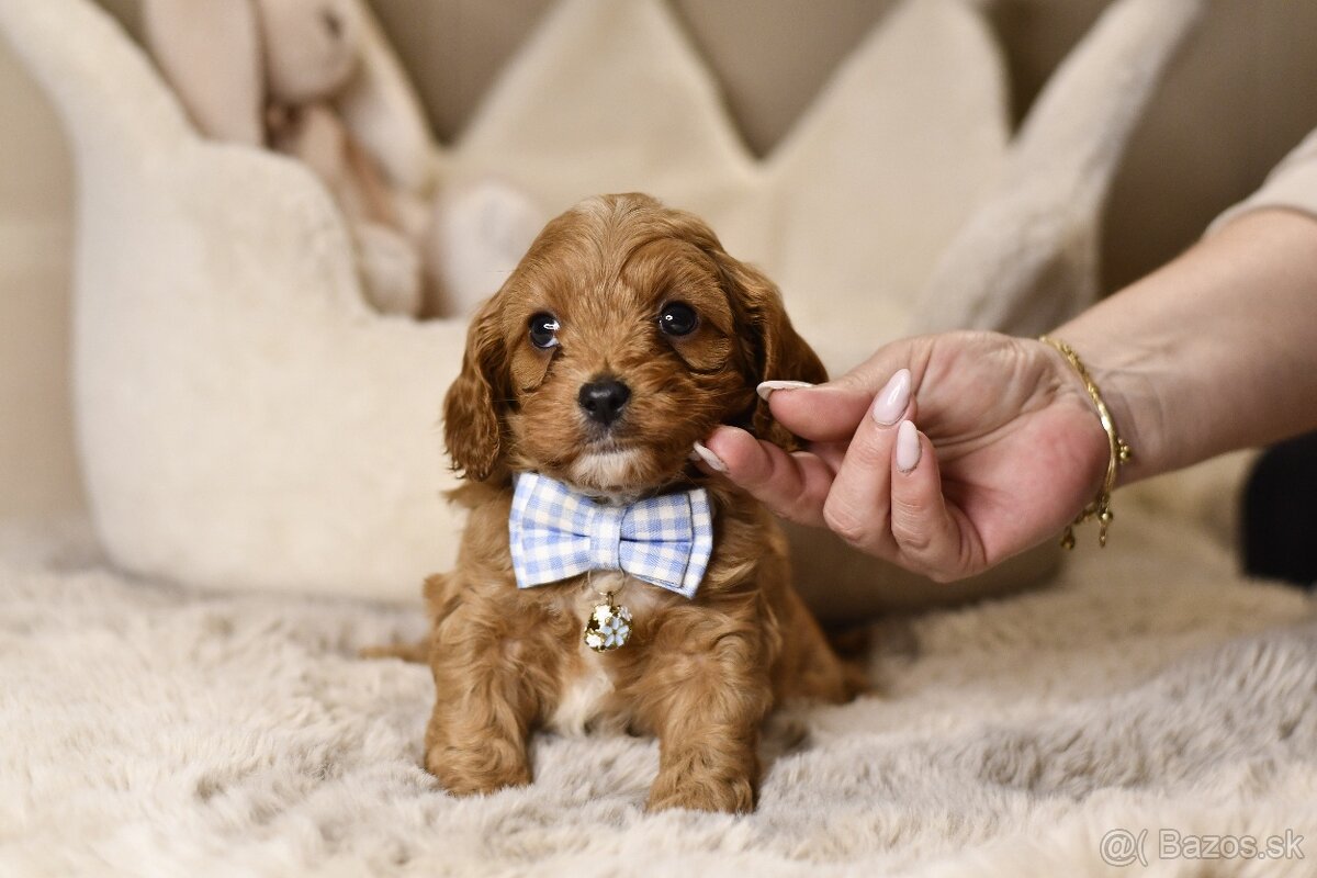Cavapoo F1 psík hľadá milujúci domov - 6