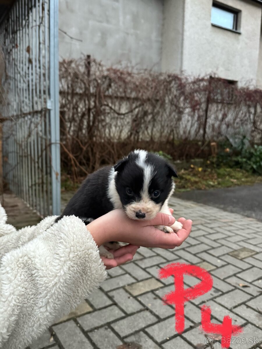 Predám border kólia šteniatka - 6