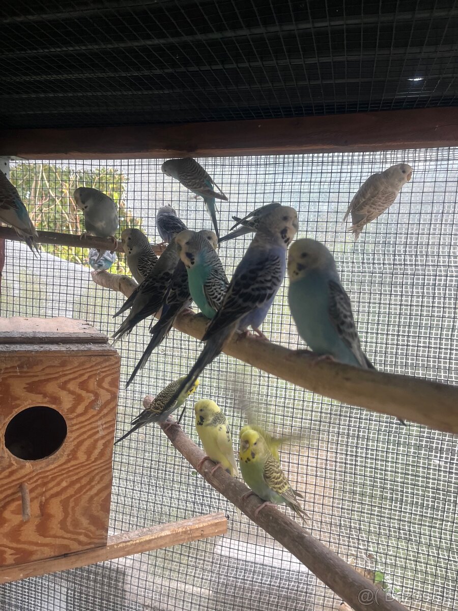 Andulky z volieri - 6