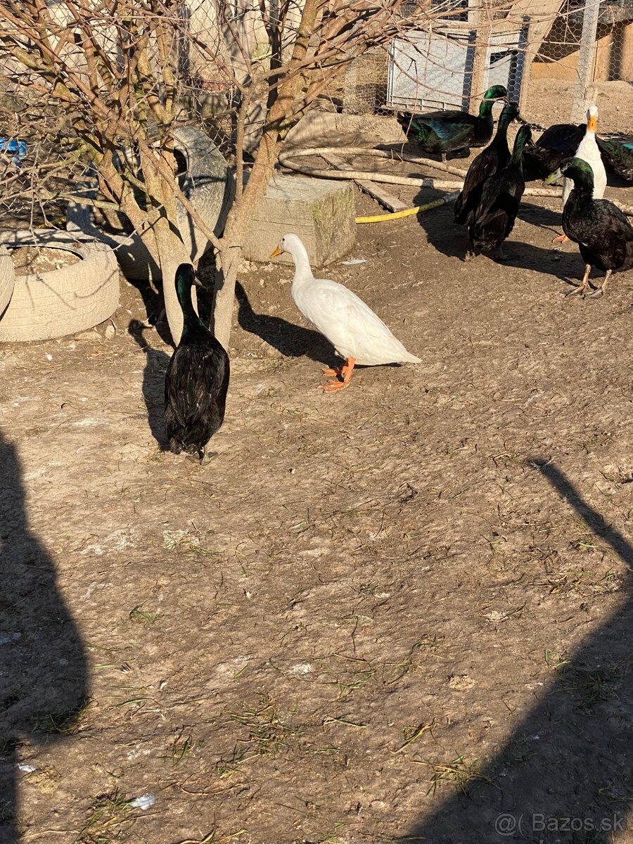 Predám káčerov IB - 6