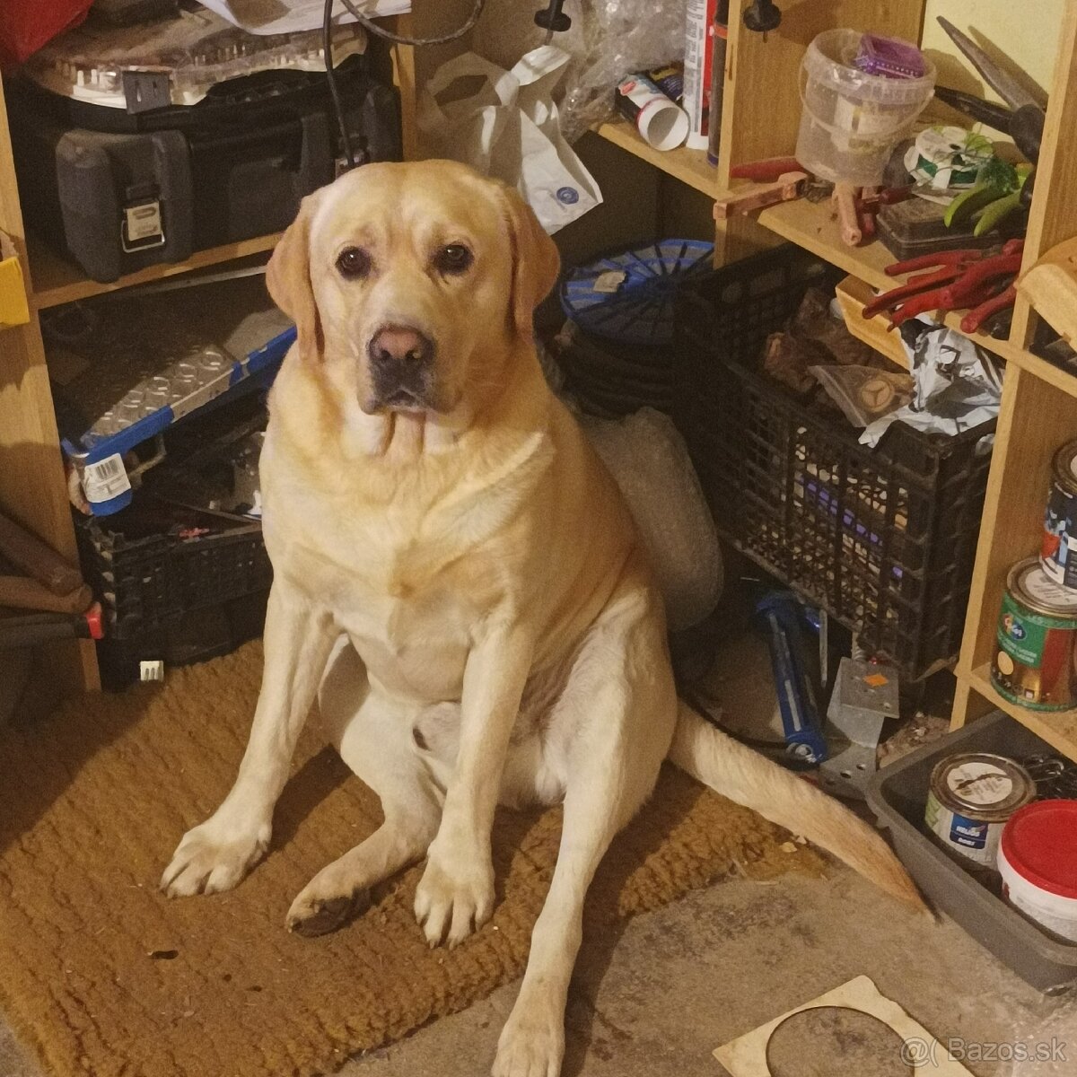 Labrador na krytie - 6