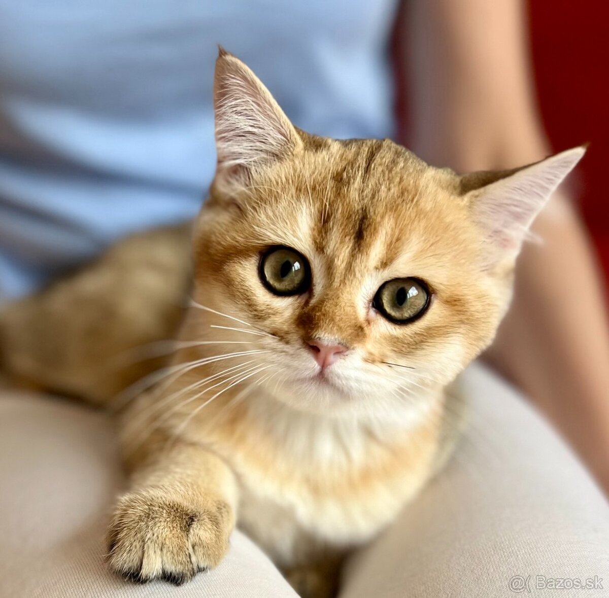 Scottish Straight v zlatej farbe - 6