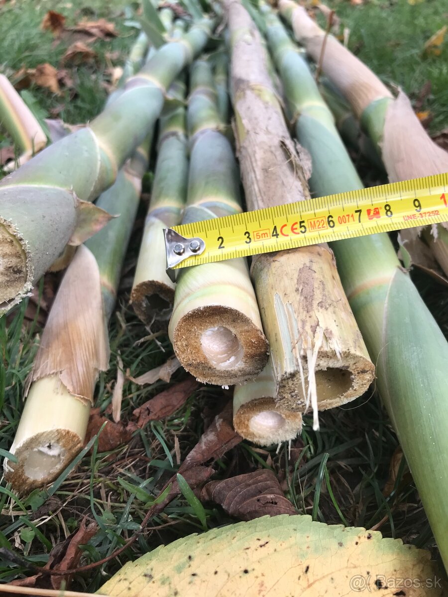 Predám BAMBUSOVÉ STONKY,TYČE - 6