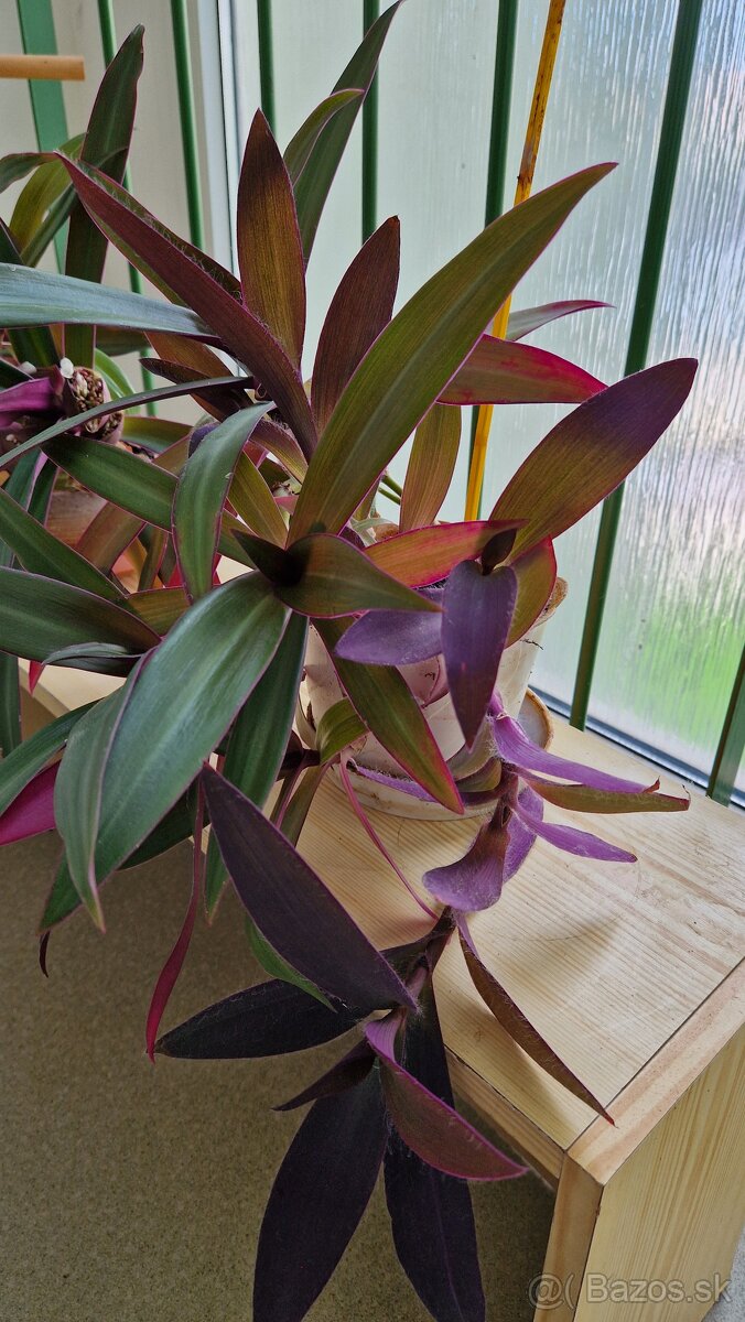 Izbove rastliny - kvety - 6