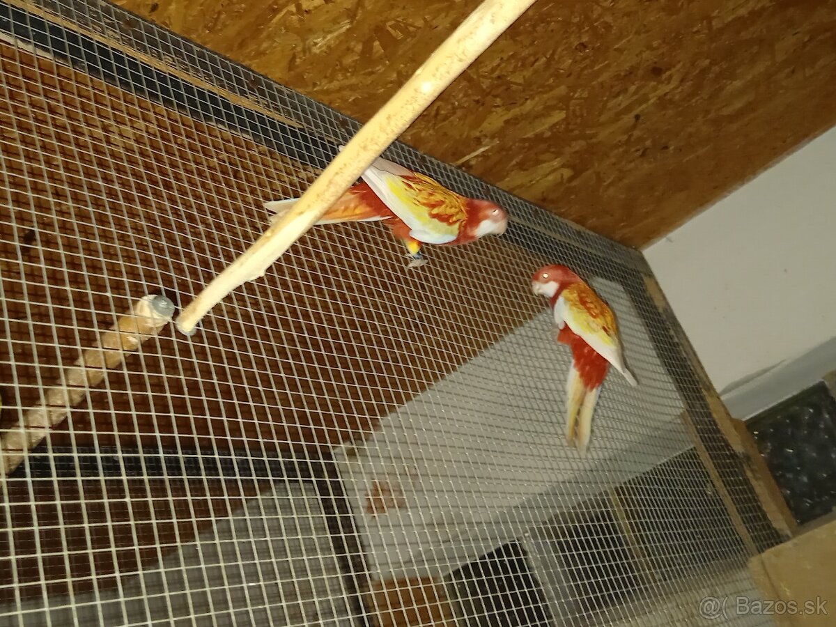 Predám Korely, Andulky - 6