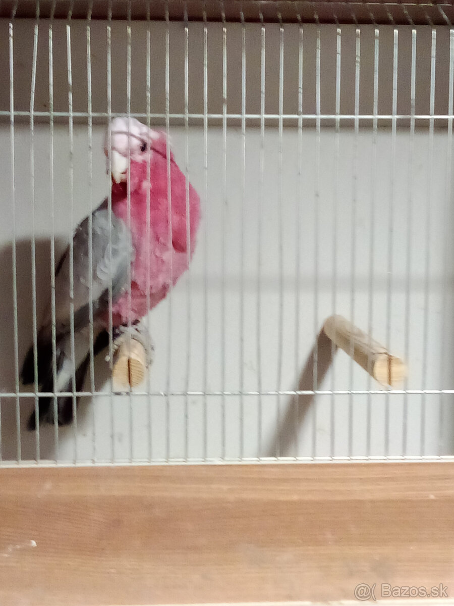 Kakadu ružový - ROK 2025 - 6