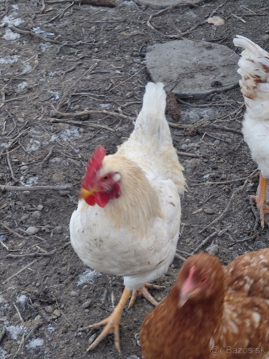 Predám mladých kohútov - 6