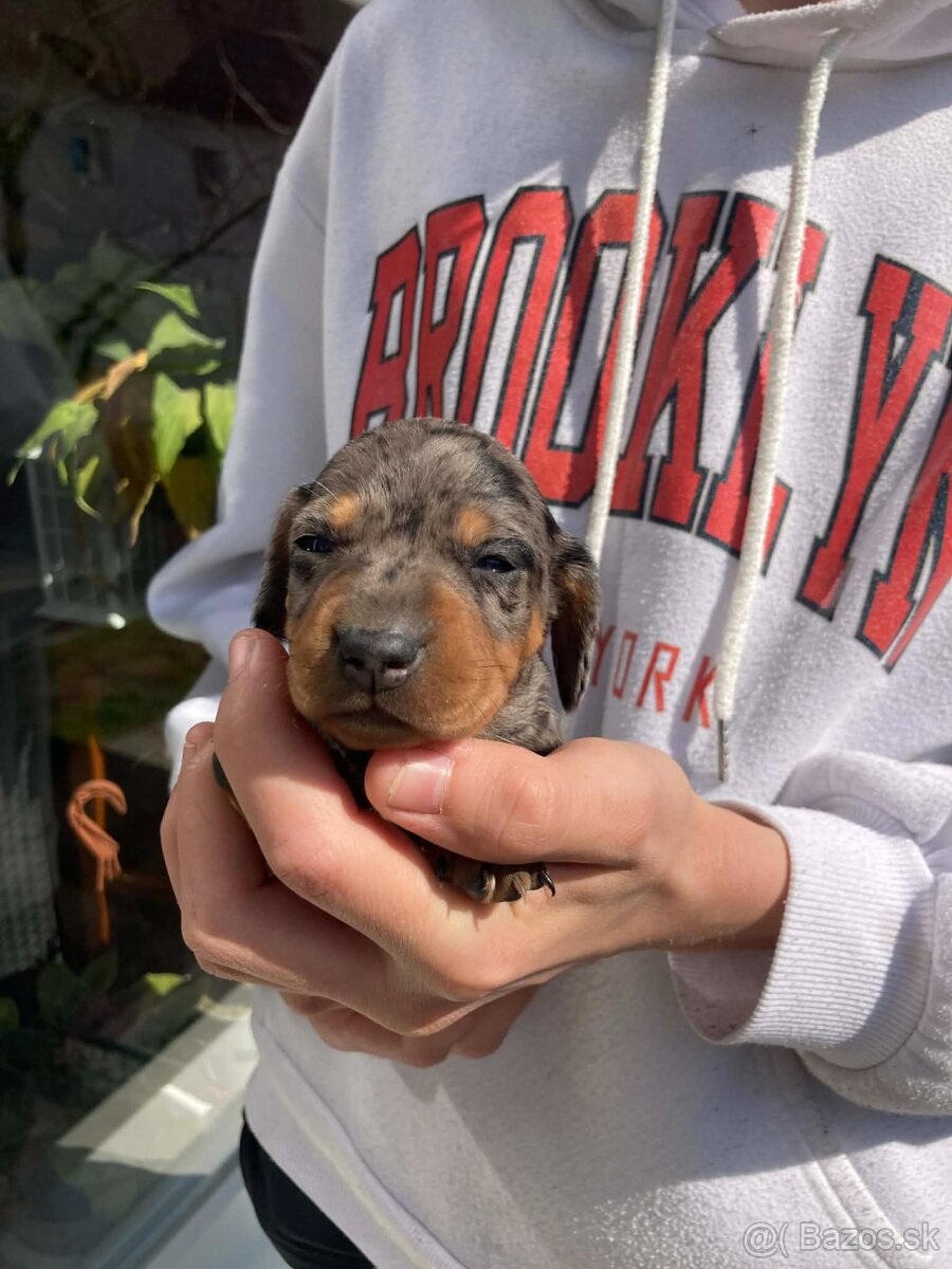 Jazveciky na predaj - 6