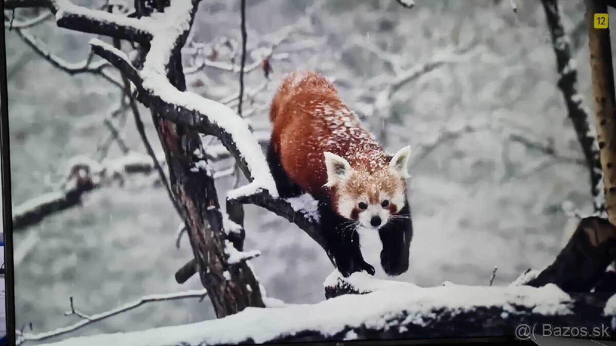 Predám TV LG 75UJ675V 4k 75" 190cm - 6