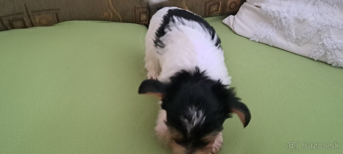 Yorkshire terier biewer - 6