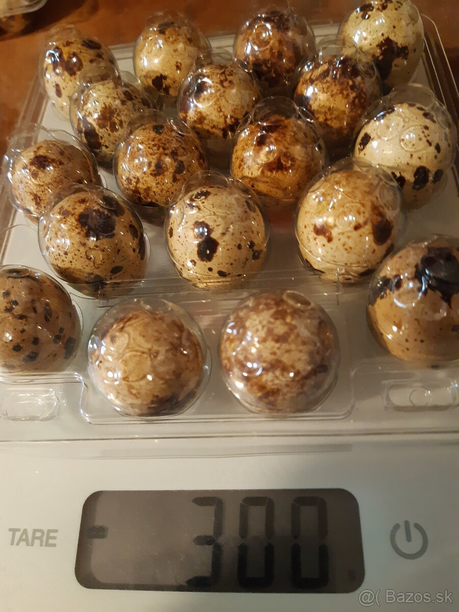 Prepelice japonské násadové vajíčka - 6