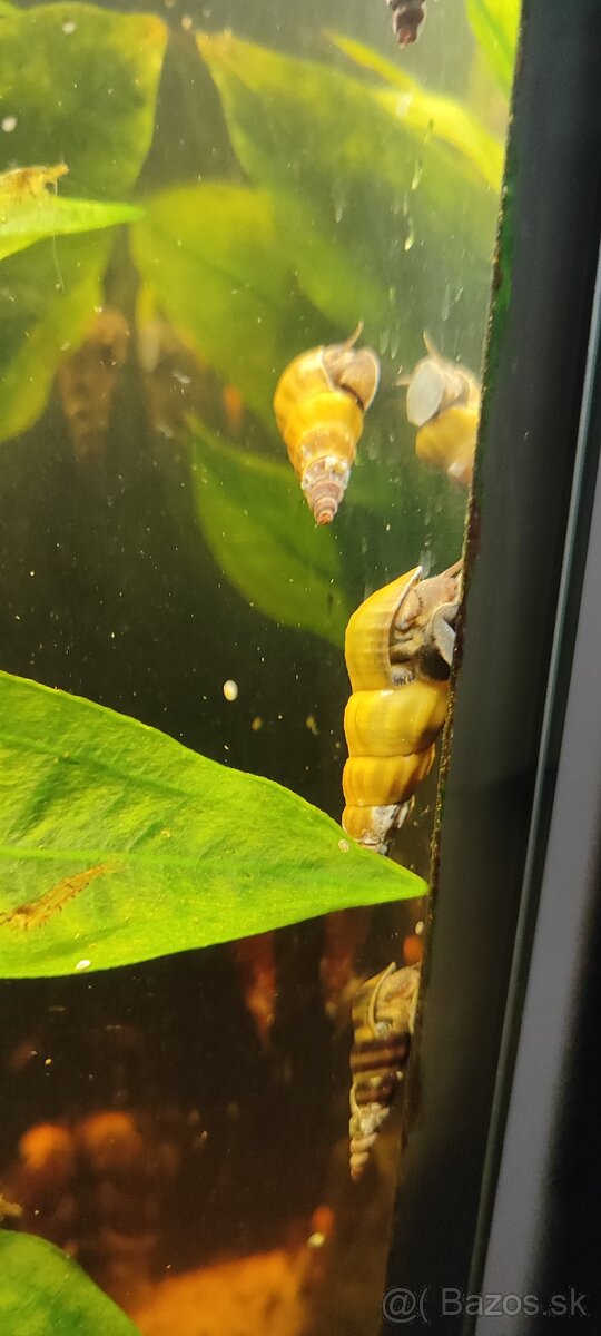Slimák Brotia herculea +Gupky - 6