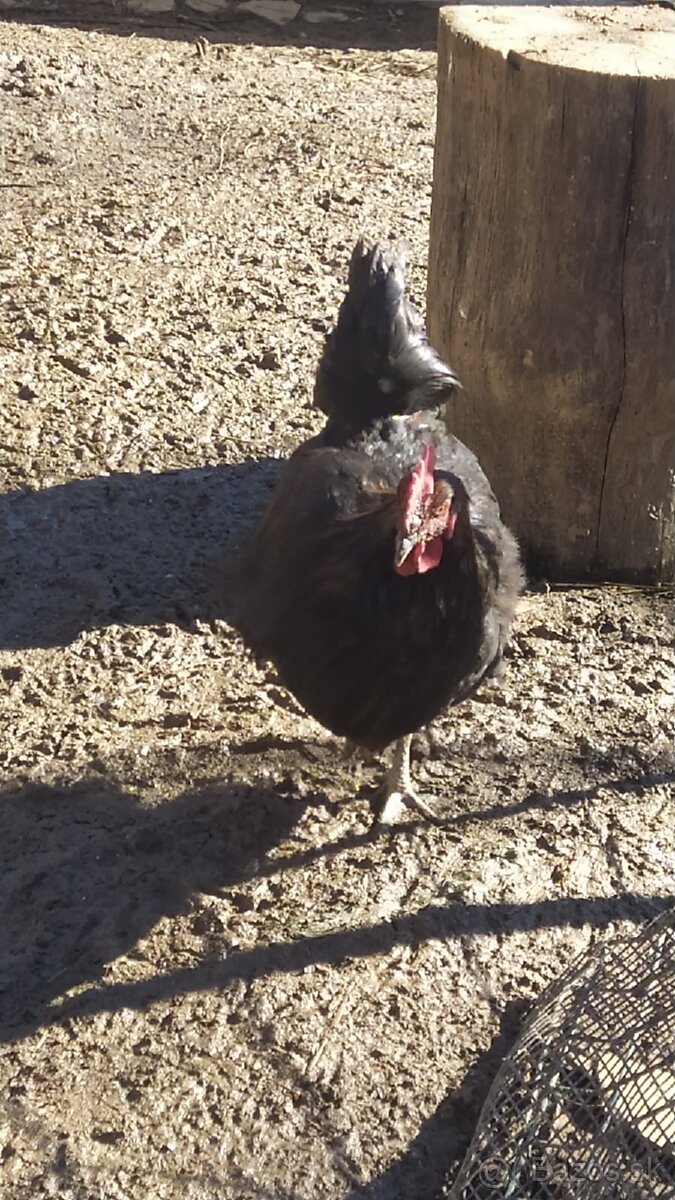 Predám mladých kohútikov - 6