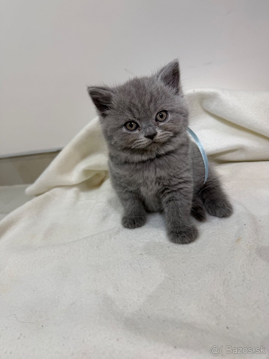 Britske maciatka - 6