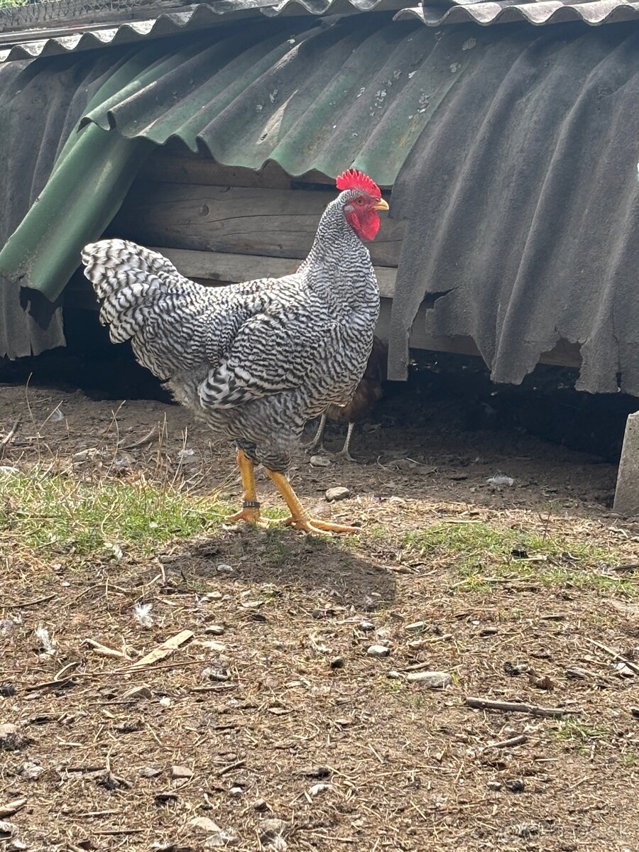 Predám kohúta amrox a oravka biela - 6