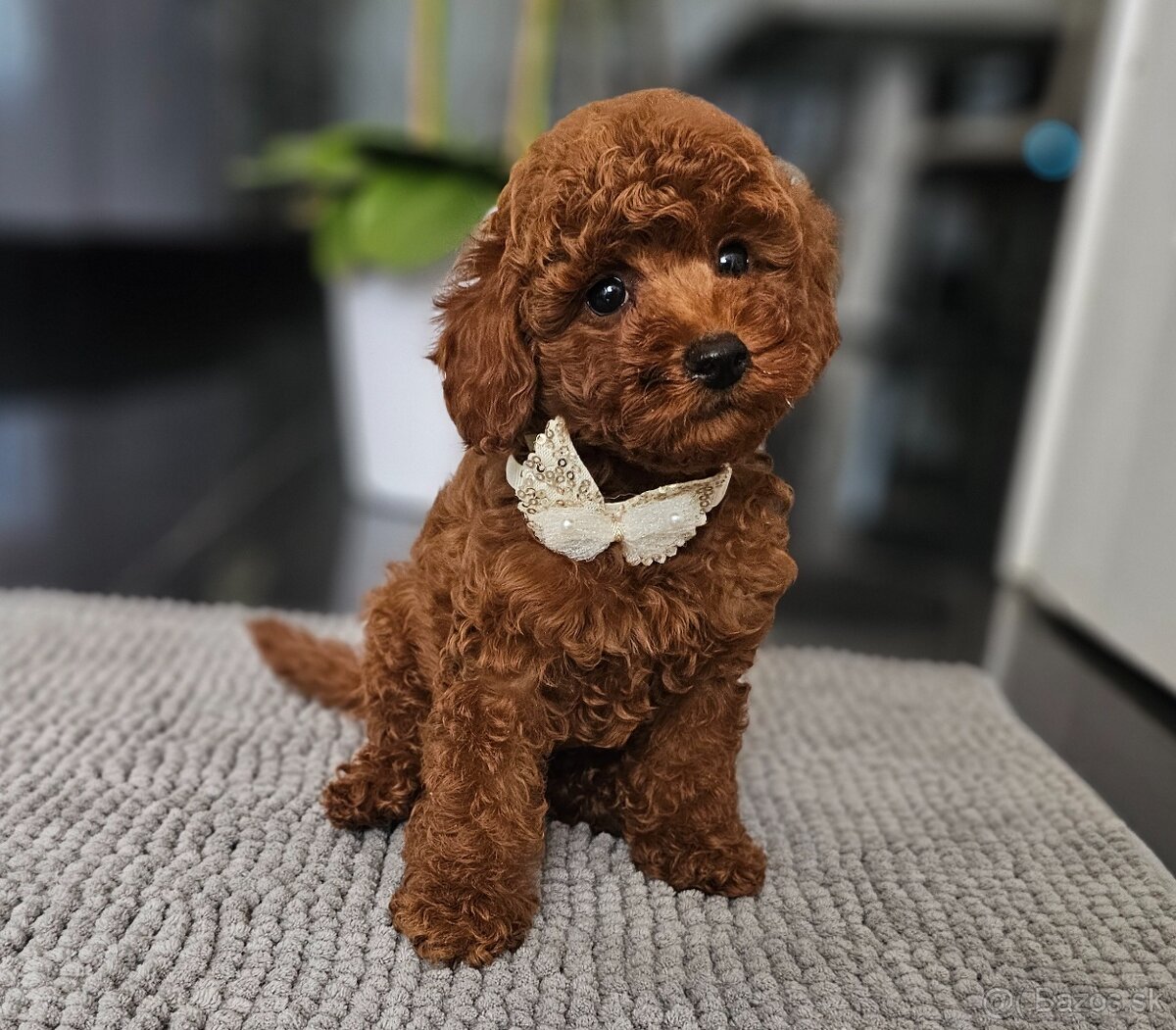 Trpasličí pudl, pudel, Miniature Poodle - 6
