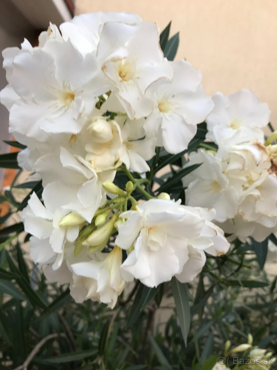 Predám OLEANDRE..OLEANDER - 6