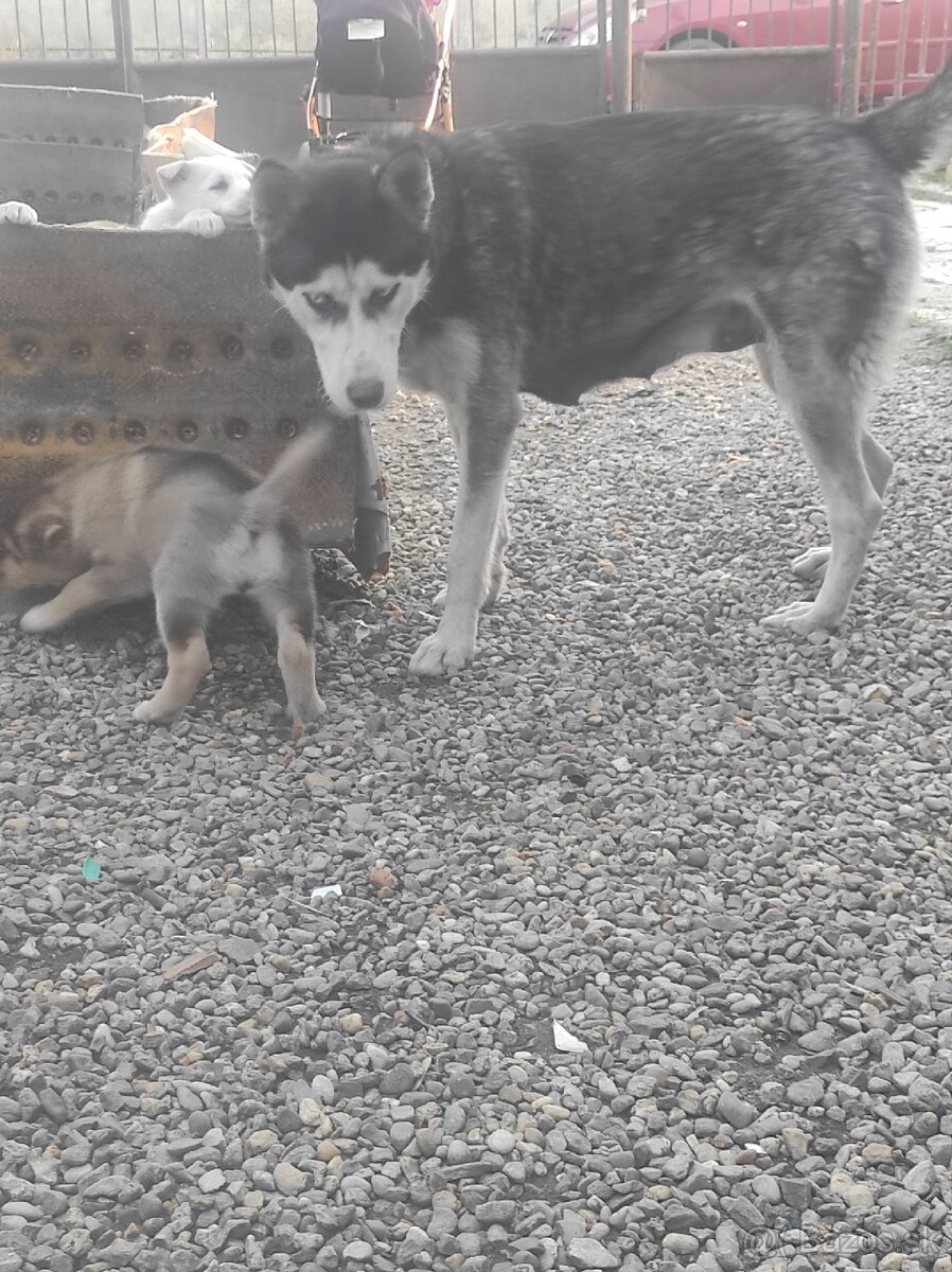 Sibírsky husky - 6