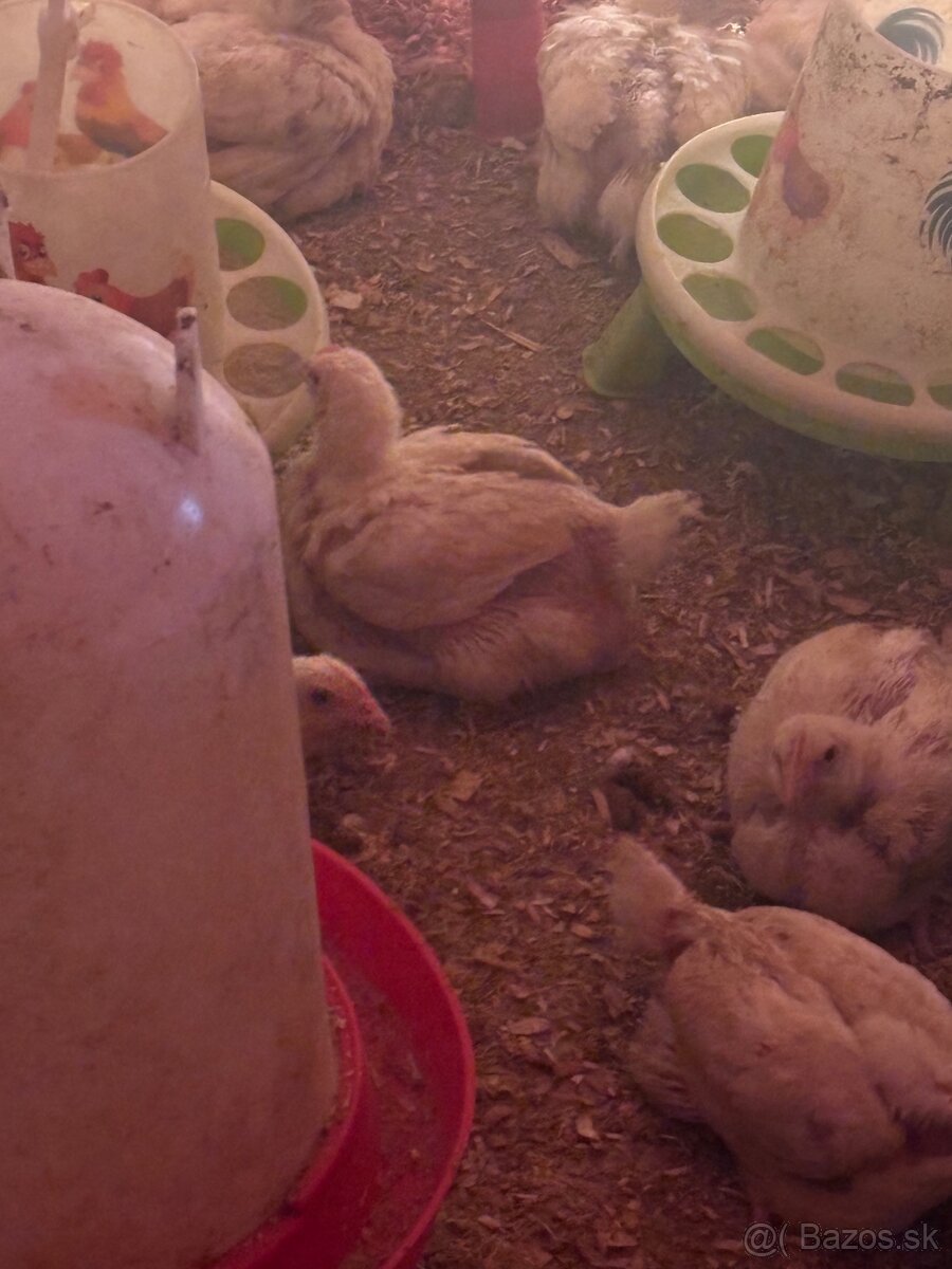 Predám brojlerove kurčatá - 6