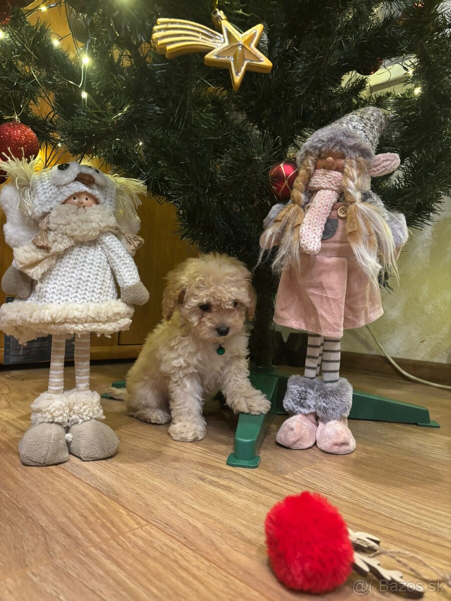 Pudel pudlik toy - 6