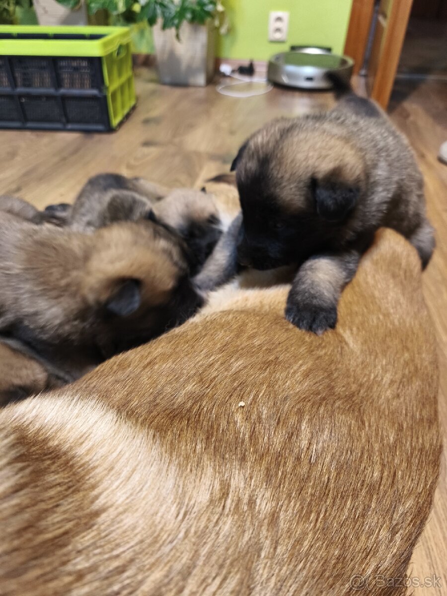 Predám šteniatka - 6