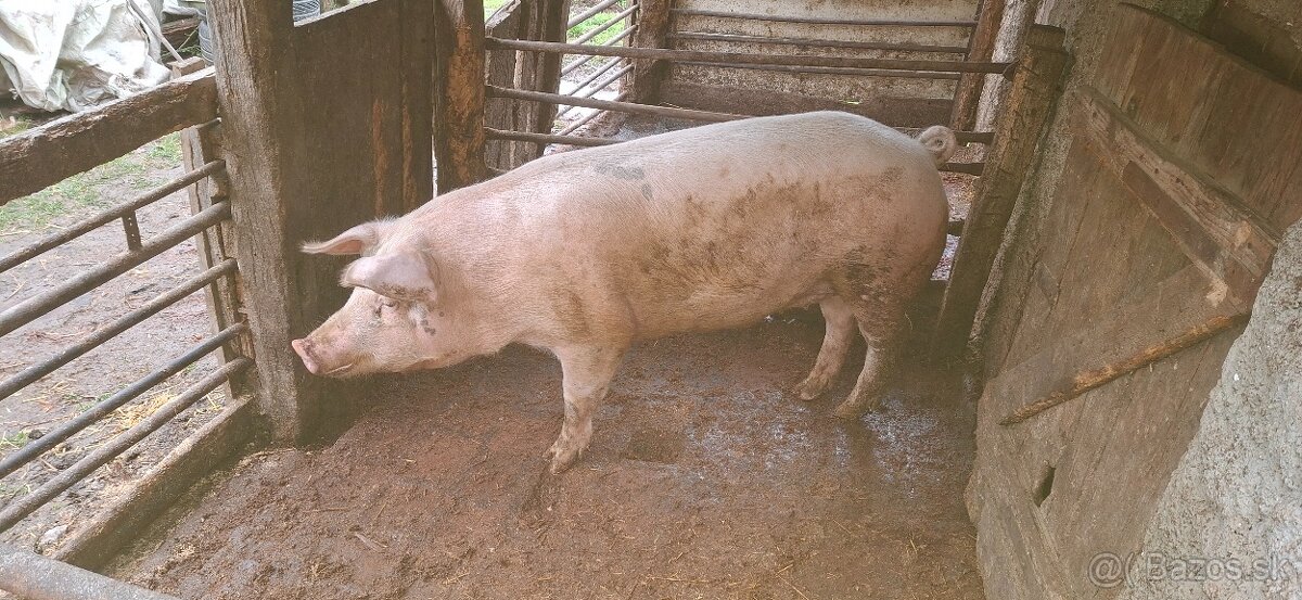 Predám prasatá - 6