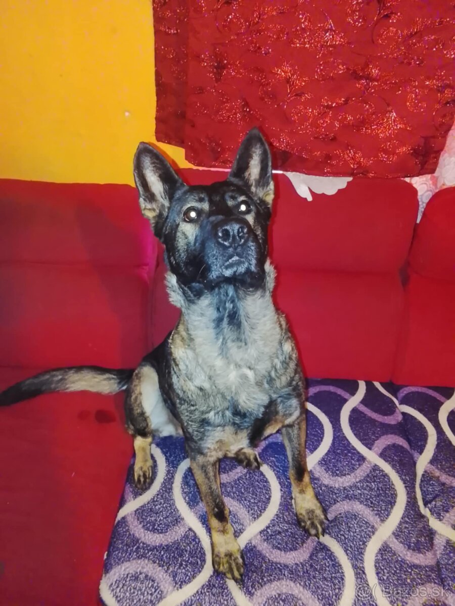 nemecký ovčiak - 6