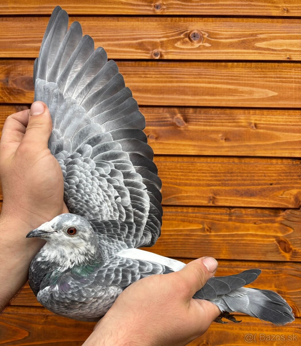 Poštové holuby - 6