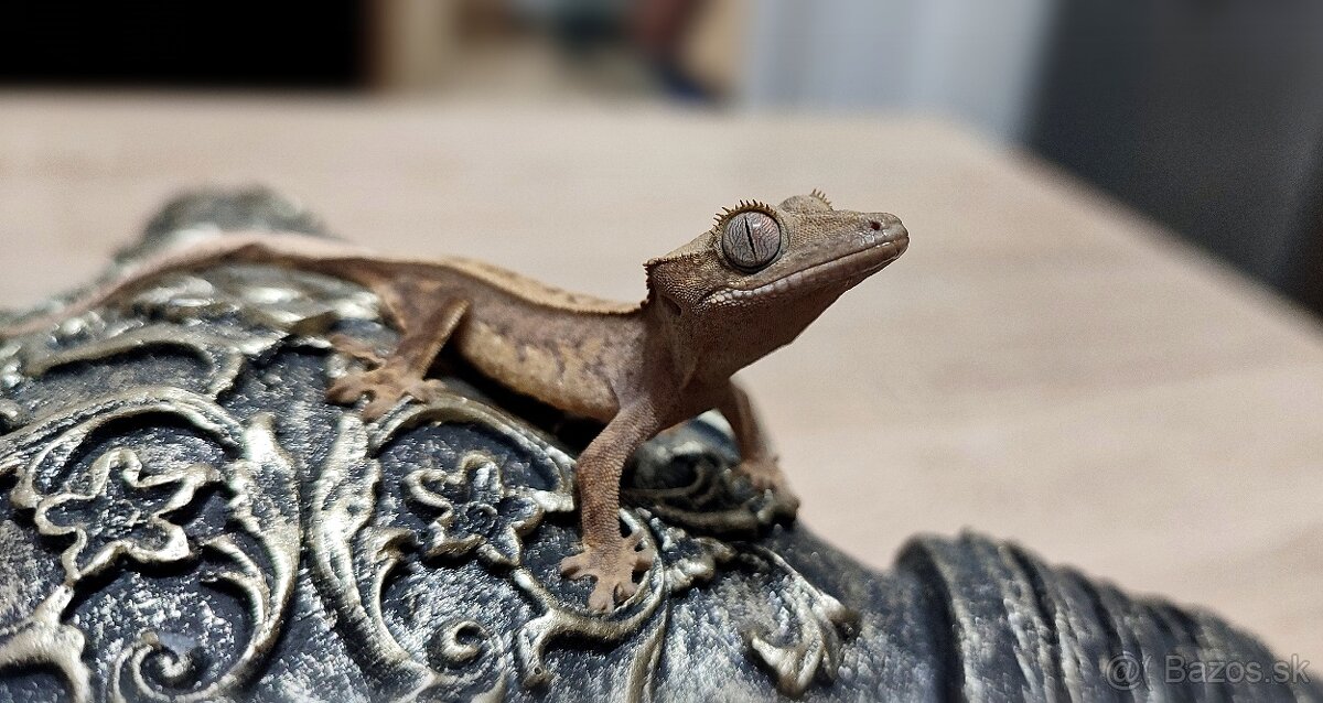 Pagekon riasnaty - 6