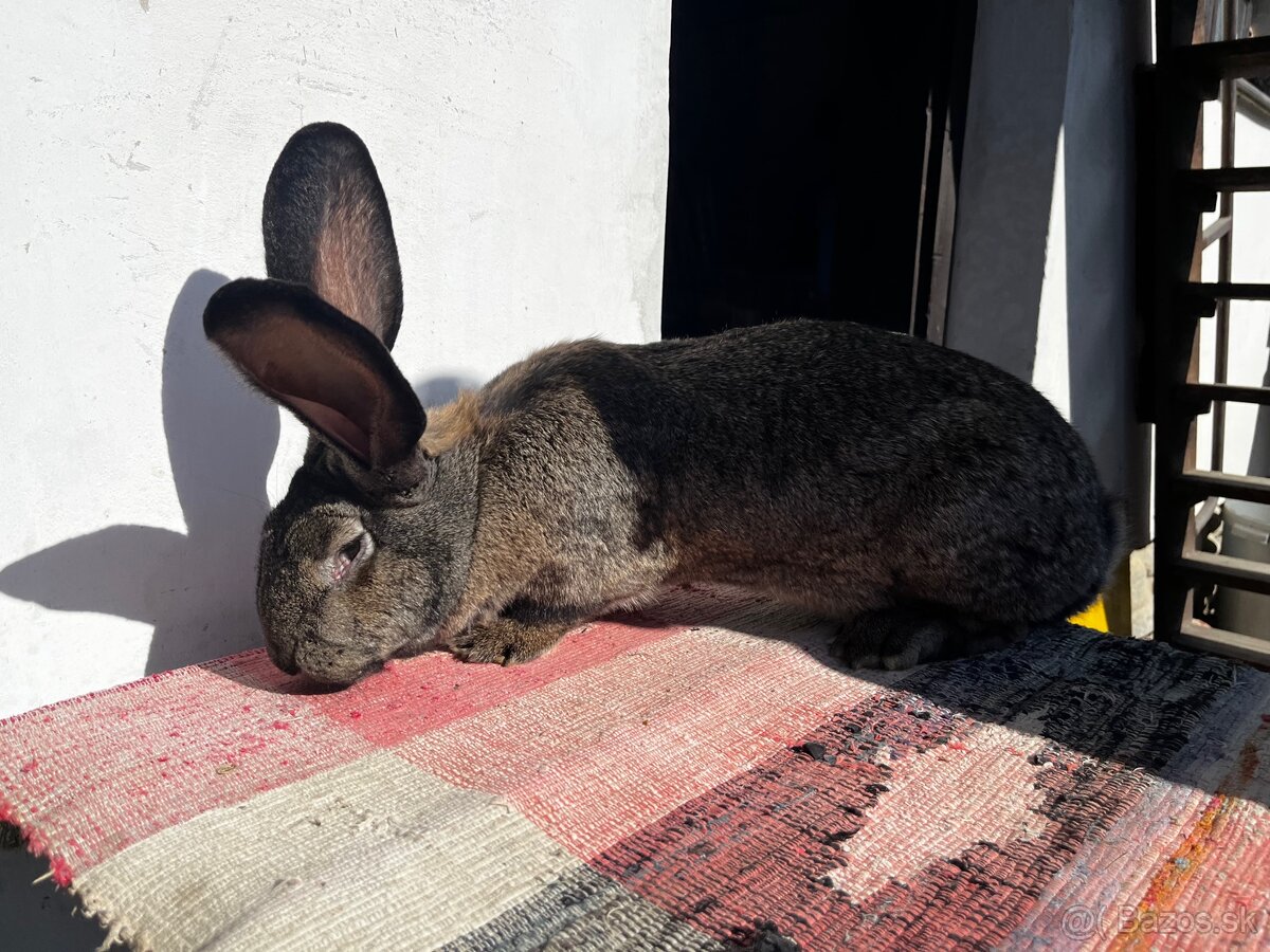 Belgický obor- 2. Samička - 6