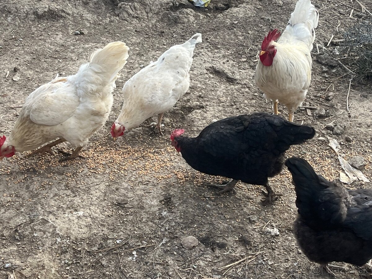 Predám kohútov - 6