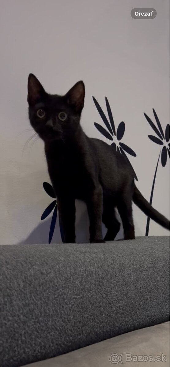 Darujem kocúrika a mačičku - 6